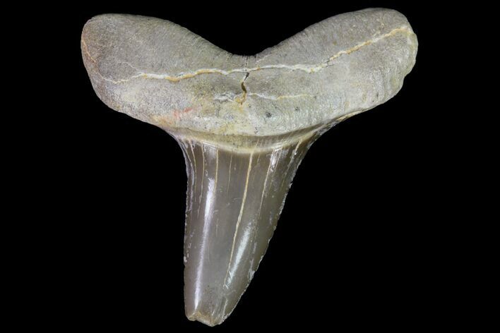 Cretoxyrhina Shark Tooth - Kansas #71742